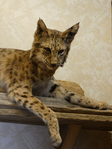 Laying Bobcat on Driftwood image 1