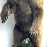 6 1/2 Foot Standing Grizzly Bear w/ Base image 0