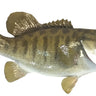 Smallmouth Bass Reproduction image 0