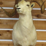 Dall Sheep Shoulder Mount image 0