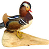 Mandarin Duck Taxidermy image 0