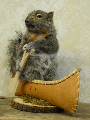 Canoeing Squirrel Taxidermy image 1
