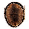 Beaver Pelt Wall Hanging Taxidermy Mount image 0