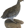Sharptail Grouse Mount image 0