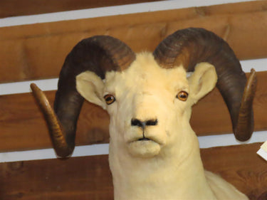 Dall Sheep Shoulder Mount image 1