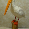Faux Pelican Taxidermy image 0