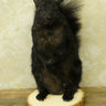 Standing Black Squirrel image 0