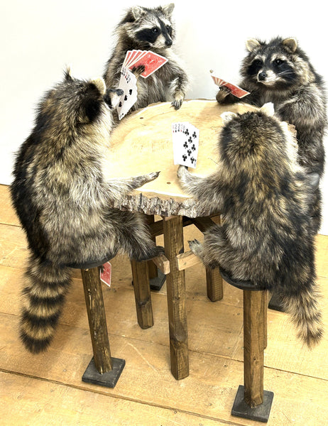 4 Raccoons playing Poker w/ Table & Stools