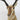 Pronghorn American Antelope Shoulder Mount image 0