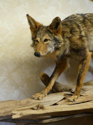 Coyote on Driftwood Taxidermy image 1