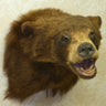 Black Bear Shoulder Mount Taxidermy image 0