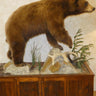 Cinnamon phase black bear taxidermy mount image 0