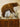 Cinnamon phase black bear taxidermy mount image 0