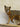 Grey Fox Walking on Driftwood Taxidermy image 1