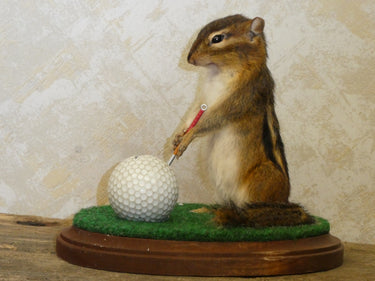 Golfing Chipmunk Taxidermy image 1