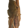 Pine Squirrel Taxidermy Mount image 0