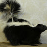 Skunk Standing Taxidermy image 0