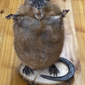 Muskrat image 0