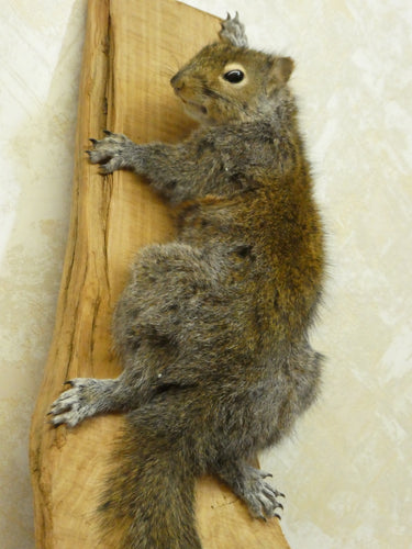 Grey Squirrel Climbing Taxidermy image 1