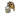 Raccoon With Minnow Bucket Taxidermy Mount image 0