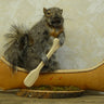 Canoeing Squirrel Taxidermy image 0