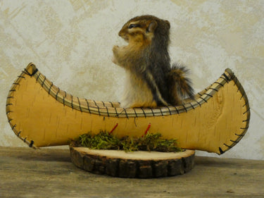 Canoeing Chipmunk Taxidermy image 1