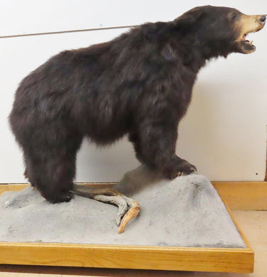 Medium Black Bear image 1