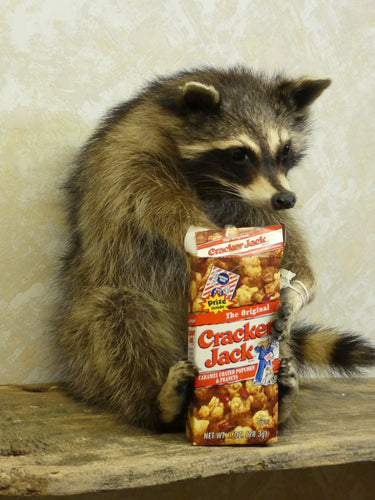 Snackin' Cracker Jack Raccoon Taxidermy image 1