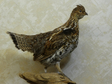 Grouse Standing Taxidermy image 1