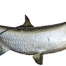 Tarpon Reproduction Mount image 0