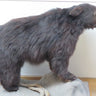Medium Black Bear image 0