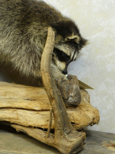 Raccoon Walking on Driftwood Taxidermy image 1