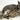 Laying Bobcat on Driftwood image 0