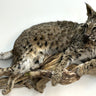 Laying Bobcat on Driftwood image 0