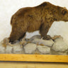 Small Russian Brown Bear Taxidermy Mount image 0