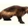 Wolverine Taxidermy Mount image 0
