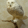 Standing Faux Snow Owl Taxidermy image 0