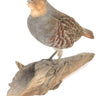 Hungarian Partridge Mount image 0