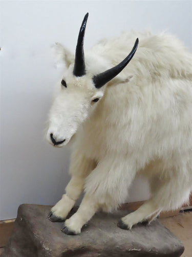 Lifesize Mountain Goat image 1