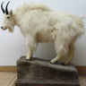 Lifesize Mountain Goat image 0