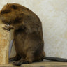 Beaver Chewing on Log Taxidermy image 0