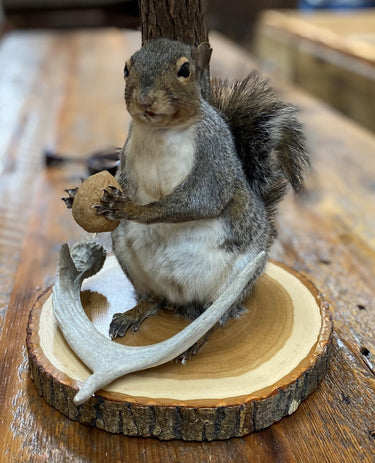 Squirrel w/ Lamp & shade image 1