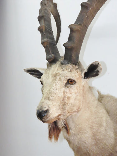 Ibex Shoulder Mount image 1