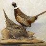 Ringneck Pheasant Pair of Male and Female Taxidermy image 0