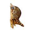 Climbing Raccoon Taxidermy Mount image 0