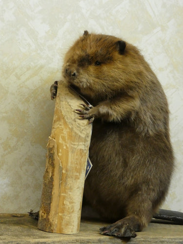 Beaver Chewing on Log Taxidermy image 1