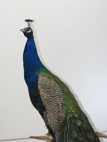 Peacock on Pedestal Floor Mount image 1