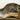 Raccoon Walking on Driftwood Taxidermy image 0