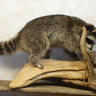 Raccoon Walking on Driftwood Taxidermy image 0