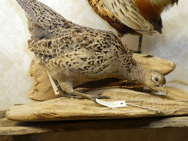 Ringneck Pheasant Pair of Male and Female Taxidermy image 1